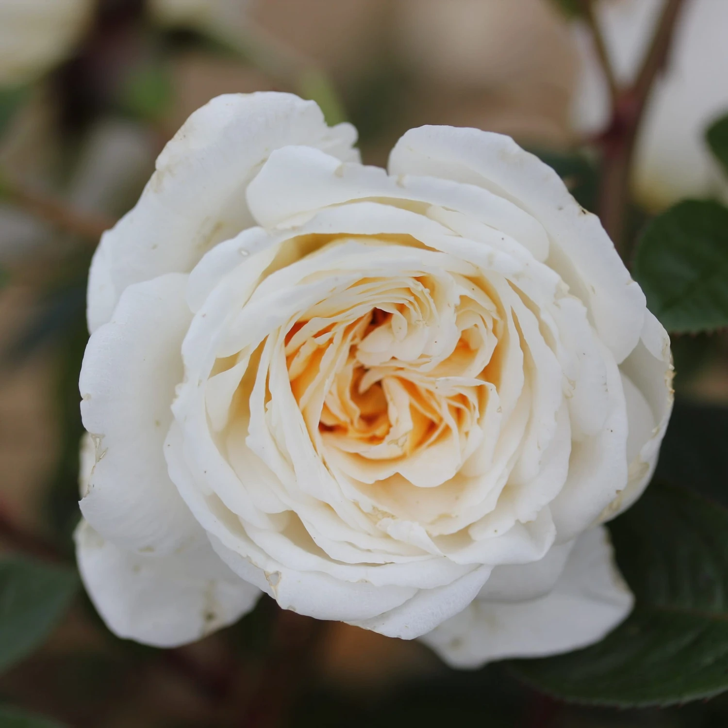 Rosa 'White Patio' 4 Rosa 'White Patio' - Image 2