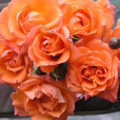 Rosa Wildfire ('Fryessex') -Herbalife Shop pl2000044039 card2 lg