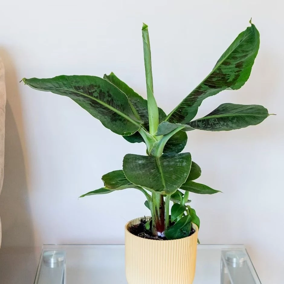 Musa Acuminata 'Dwarf Cavendish' 3 Musa Acuminata 'Dwarf Cavendish'