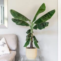 Musa Acuminata 'Dwarf Cavendish' 7 Musa Acuminata 'Dwarf Cavendish' -Herbalife Shop pl2000044075 card2 lg