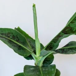 Musa Acuminata 'Dwarf Cavendish' 8 Musa Acuminata 'Dwarf Cavendish' -Herbalife Shop pl2000044075 card3 lg