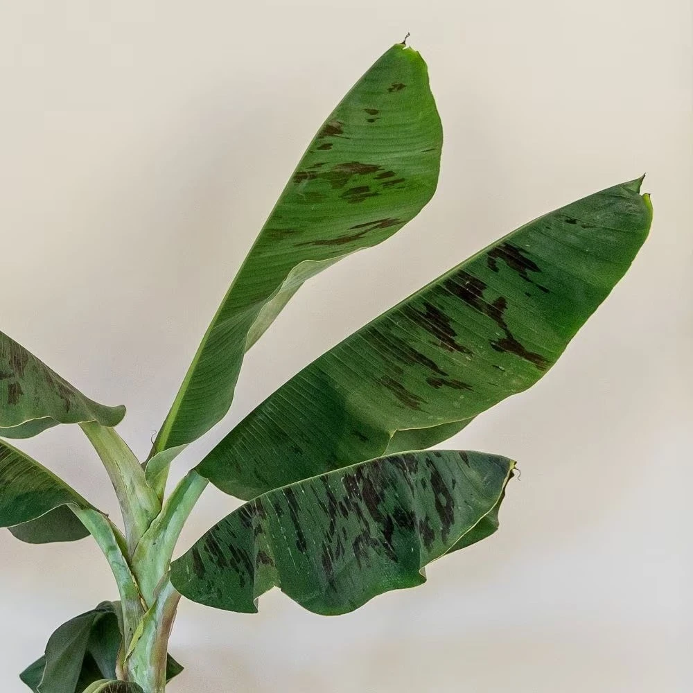 Musa Acuminata 'Dwarf Cavendish' 6 Musa Acuminata 'Dwarf Cavendish' - Image 4