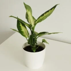Dieffenbachia 'Camille' -Herbalife Shop pl2000044097 card2 lg