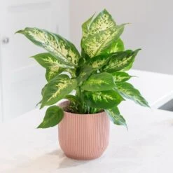 Dieffenbachia 'Camille' -Herbalife Shop pl2000044097 card3 lg