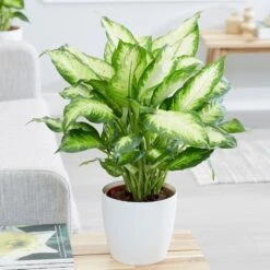 Dieffenbachia 'Camille' -Herbalife Shop pl2000044097 card4 lg