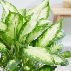 Dieffenbachia 'Camille' -Herbalife Shop pl2000044097 card5 lg