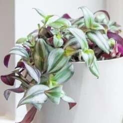 Tradescantia Zebrina -Herbalife Shop pl2000044137 card3 lg