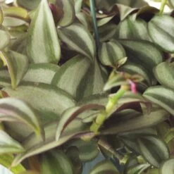 Tradescantia Zebrina -Herbalife Shop pl2000044137 card4 lg