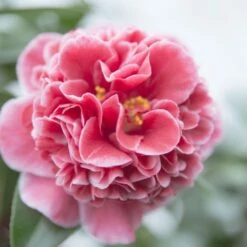 Camellia Japonica 'Volunteer' (PBR) -Herbalife Shop pl2000044320 card2 lg