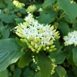 Cornus Controversa 'Pagoda'