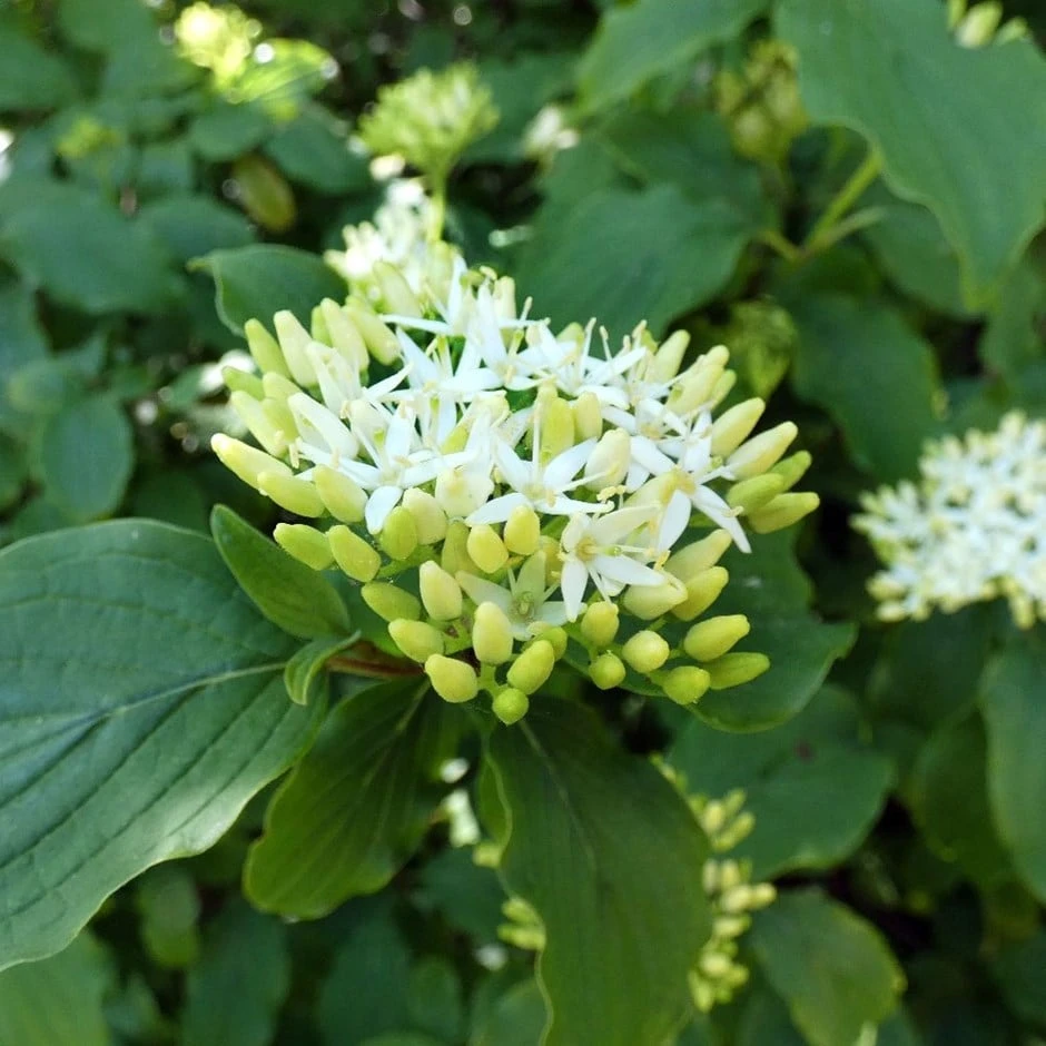 Cornus Controversa 'Pagoda' 3 Cornus Controversa 'Pagoda'