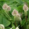 Arisaema Candidissimum 1 Arisaema Candidissimum -Herbalife Shop pl2000044424