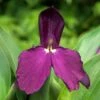 Roscoea 'Harvington Evening Star' -Herbalife Shop pl2000044428