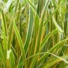 Carex Morrowii 'Everglow' (PBR) (EverColor Series) -Herbalife Shop pl2000044461