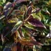 Leucothoe Walteri 'Rainbow' -Herbalife Shop pl2000044485