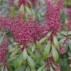 Pieris Japonica 'Bonfire' -Herbalife Shop pl2000044486