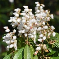 Pieris Japonica 'Bonfire' -Herbalife Shop pl2000044486 card2 lg
