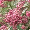Pieris Japonica Polar Passion ('PPOBAS') (PBR) -Herbalife Shop pl2000044487