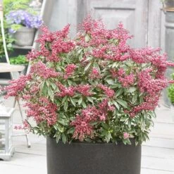 Pieris Japonica Polar Passion ('PPOBAS') (PBR) -Herbalife Shop pl2000044487 card3 lg