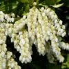 Pieris Japonica 'Purity' 1 Pieris Japonica 'Purity' -Herbalife Shop pl2000044503