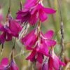 Dierama 'Blackberry Bells' -Herbalife Shop pl2000044541