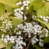 Callicarpa Bodinieri 'Magical Snowstar ('Kolmsnostar') (PBR) -Herbalife Shop pl2000044654