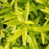 Salix Udensis 'Golden Sunshine' (PBR) -Herbalife Shop pl2000044655