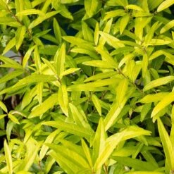 Salix Udensis 'Golden Sunshine' (PBR) -Herbalife Shop pl2000044655 card2 lg