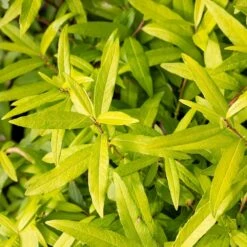 Salix Udensis 'Golden Sunshine' (PBR) -Herbalife Shop pl2000044655 card3 lg