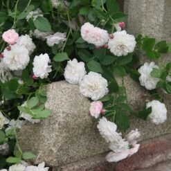 Rosa Félicité Et Perpétue