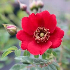 Rosa 'Geranium' (moyesii Hybrid) -Herbalife Shop pl2000044750 card2 lg