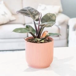 Philodendron 'Black Cardinal' -Herbalife Shop pl2000044766 card3 lg