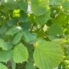 Corylus Avellana - Hazel Hedging -Herbalife Shop pl2000044779