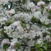 Malus Sylvestris - Crab Apple Hedging -Herbalife Shop pl2000044783