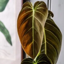 Philodendron Melanochrysum -Herbalife Shop pl2000044816 card2 lg