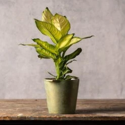 Dieffenbachia 'Summer Style' (PBR) -Herbalife Shop pl2000044820 card3 lg