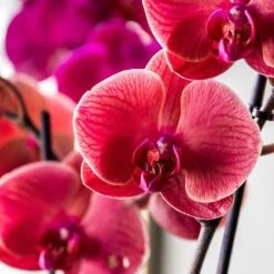 Phalaenopsis 'Asian Coral' -Herbalife Shop pl2000044821 card2 lg