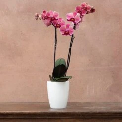 Phalaenopsis 'Asian Coral' -Herbalife Shop pl2000044821 card3 lg
