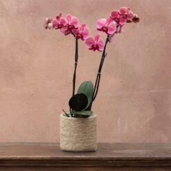 Phalaenopsis 'Asian Coral' -Herbalife Shop pl2000044821 card4 lg