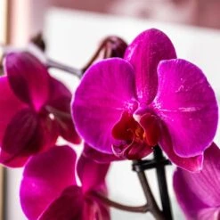 Phalaenopsis Anthura Stellenbosch ('phaldukai') (PBR) -Herbalife Shop pl2000044822 card2 lg