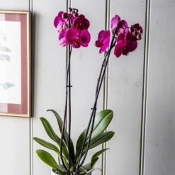 Phalaenopsis Anthura Stellenbosch ('phaldukai') (PBR) -Herbalife Shop pl2000044822 card3 lg