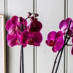 Phalaenopsis Anthura Stellenbosch ('phaldukai') (PBR) -Herbalife Shop pl2000044822 card4 lg