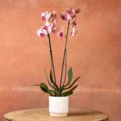 Phalaenopsis 'Younghome Golden Leopard' 9 Phalaenopsis 'Younghome Golden Leopard' -Herbalife Shop pl2000044823 card2 lg