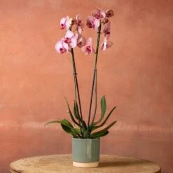 Phalaenopsis 'Younghome Golden Leopard' 10 Phalaenopsis 'Younghome Golden Leopard' -Herbalife Shop pl2000044823 card3 lg