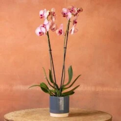 Phalaenopsis 'Younghome Golden Leopard' 11 Phalaenopsis 'Younghome Golden Leopard' -Herbalife Shop pl2000044823 card4 lg