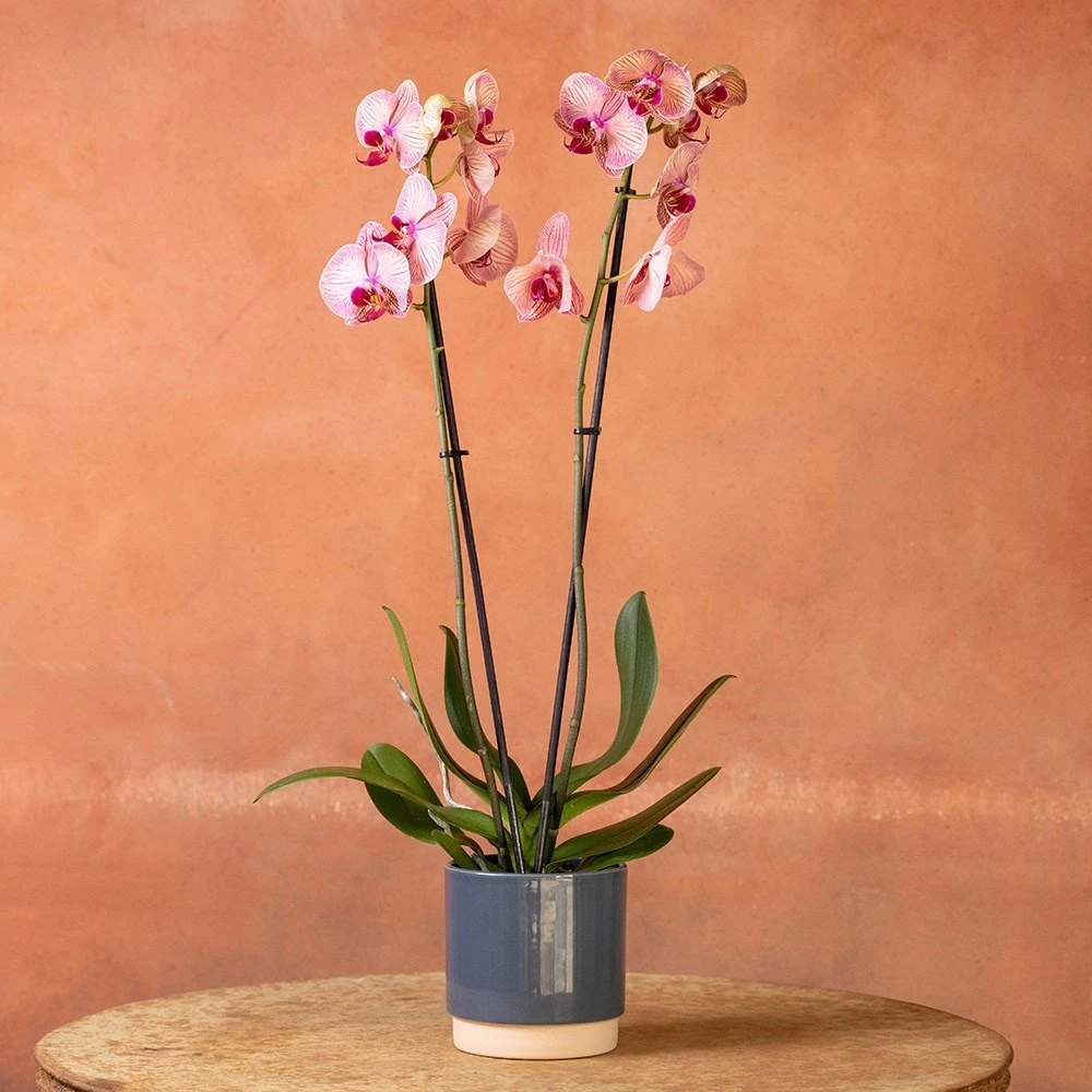 Phalaenopsis 'Younghome Golden Leopard' 6 Phalaenopsis 'Younghome Golden Leopard' - Image 4