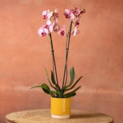 Phalaenopsis 'Younghome Golden Leopard' 12 Phalaenopsis 'Younghome Golden Leopard' -Herbalife Shop pl2000044823 card5 lg