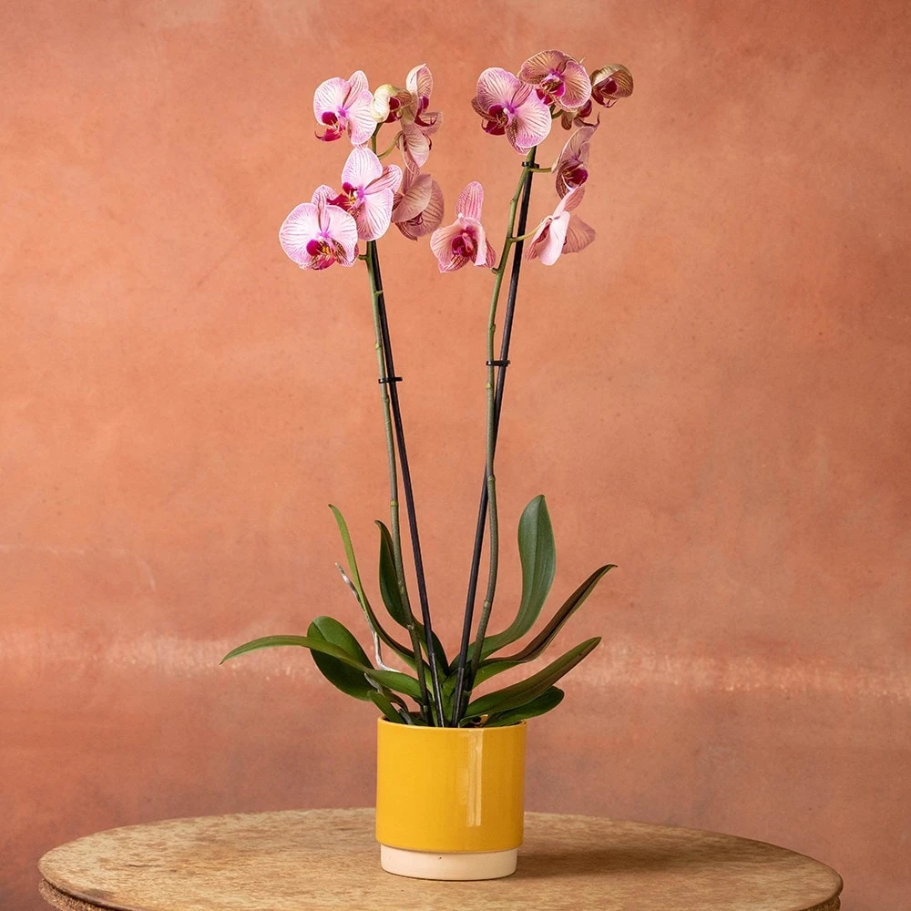 Phalaenopsis 'Younghome Golden Leopard' 7 Phalaenopsis 'Younghome Golden Leopard' - Image 5