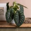Alocasia 'Dragon Scale' -Herbalife Shop pl2000044828