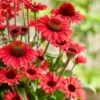 Echinacea SunSeekers Red ('Apecssired') (SunSeekers Series) -Herbalife Shop pl2000045050